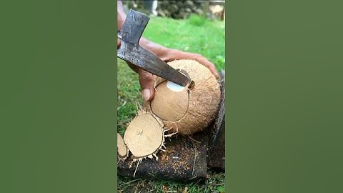 Technique for removing old coconut from its shell