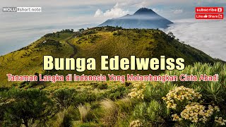 12 Fakta Bunga Edelweiss, Tanaman Langka di Indonesia Yang Melambangkan Cinta Abadi