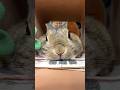 とろけまったり、終わり⁉️🫠🐰🐇🤣