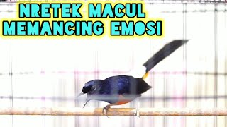 Pancingan murai batu nias blacktail nembak gacor gaya macul cocok untuk menaikkan EMOSI