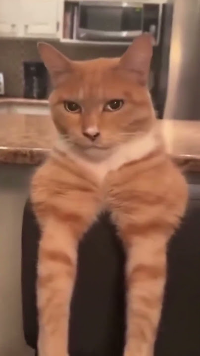 Bye Bye Mewing Cat Meme - Original Video with Bye Bye Sound
