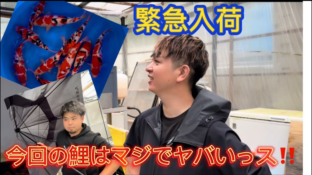 【金太郎錦鯉】　若手の時代が来ちゃったよ・・・　丸堂当たり腹の当歳をゲット‼️ #koifarm #koi