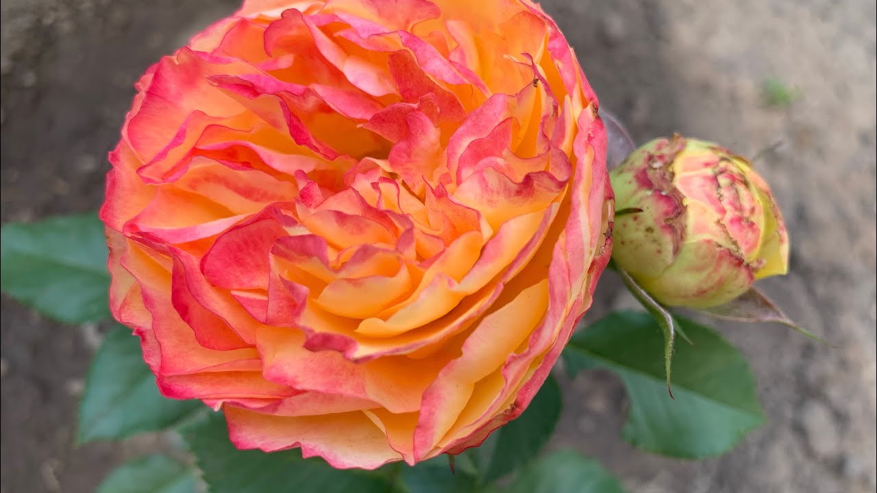 Роза Вулканика: особенности и характеристика сорта, правила посадки, выращивания и ухода, отзывы - полезная информация на сайте