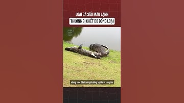 Loài cá sấu máu lạnh thường bị tấn công bởi đồng loại. #kienthucthuvi #kienthuchay