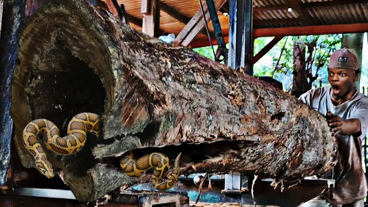 unexpected surprise while sawing old teak logs from the cemetery at the ...