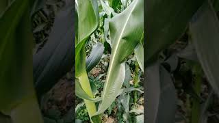 March 10, 2021 Ki Knbom