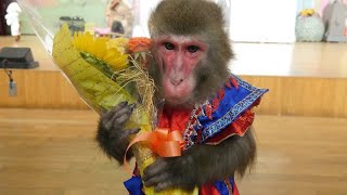 猿youtubeチャンネル人気ランキング おすすめ Youtuber