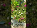Gardening 🧺 chat pe #shorts #shortsfeed #shortvideo #short #viral #viralshorts #viralshorts