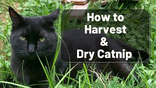 HOW to HARVEST & Dry CATNIP featuring Isidoros and Joan Collins
