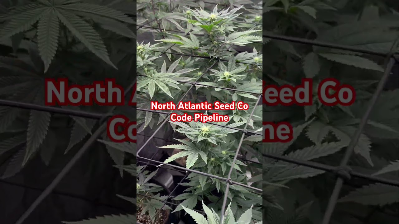 Growing weed at home 