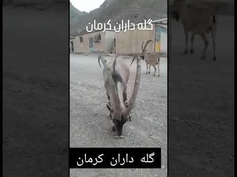 قوچ کوهی اومده داخل روستا