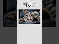 【猫】猫にしぐさに関する雑学 #雑学