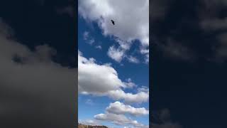 Hasta Olmasına Rağmen Oynayan Arap -Alatürkiye Osman Uçum Videosu Üvercin Igüvercin