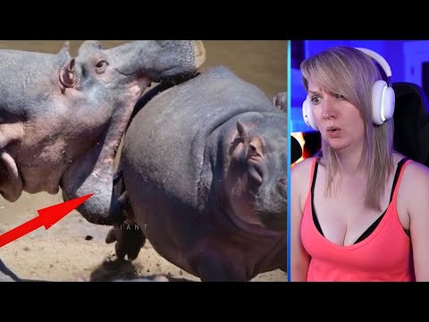 15 Most Powerful And Massive Bites In The Animal Kingdom Part 2 | Pets House