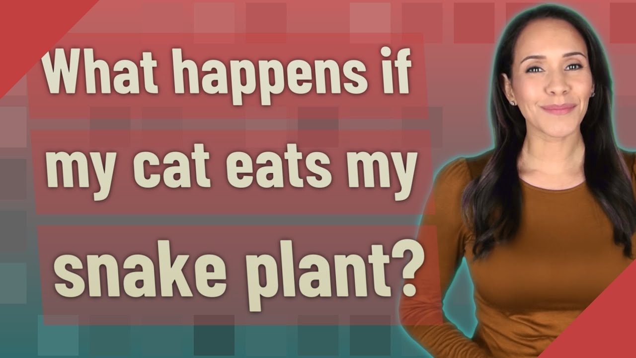What happens if my cat eats my snake plant? YouTube