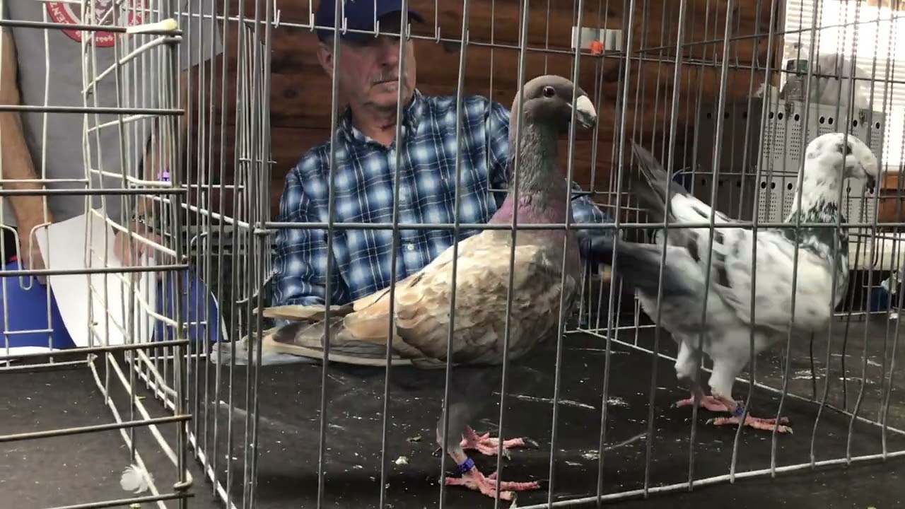 John Thornton Judging best YC German Beauty Homers Central Jersey Variety Pigeon Club Show