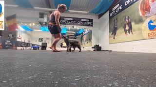 Freestyle en obedience training 🌊 with Wicked 2020 by Elke Boxoen - Dogz Devotion Academy  697 views 3 years ago 3 minutes, 18 seconds