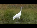 Whooping Crane Unison Call