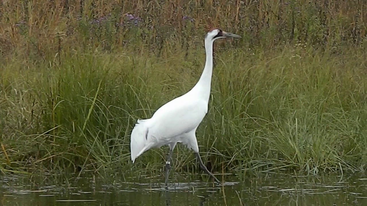 Whooping Crane Unison Call