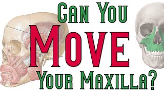 Can You Move Your Maxilla?