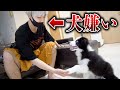 【パニック】犬嫌いのメンバーと愛犬を遊ばせるとこうなります。