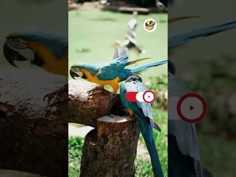 معلومة غريبة ليه الطيور بتصوصو الصبح بدري 