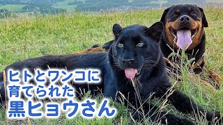 人間に育てられた黒ヒョウさん！ロットワイラーさんとの間に芽生えた絆にほっこり♡