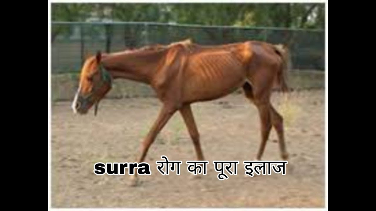 सर्रा रोग का treatment । trypanosomiasis in animals.