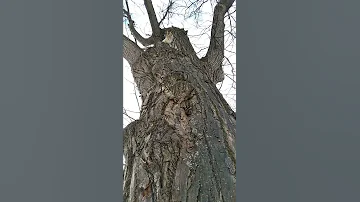 Белка удивила своей сообразительностью / The squirrel surprised me with its ingenuity