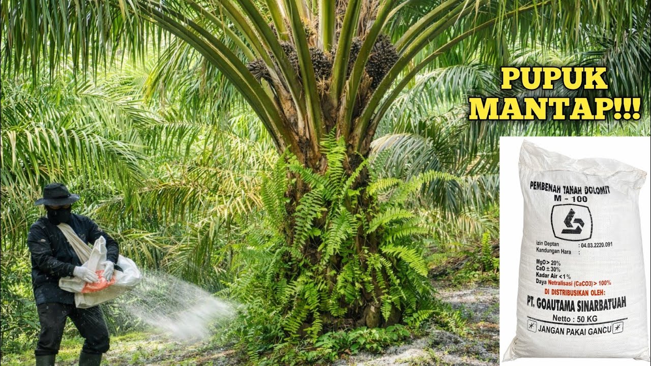 PUPUK DOLOMIT YANG BAGUS UNTUK KELAPA SAWIT. @petanipemulatemah 