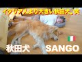 An Akita dog and an Italian taking a nap after lunch ♪ The Akita dog is bigger lol
