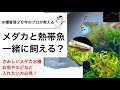 【2022年新着】メダカと一緒に安心して飼育できる生物知ってますか?