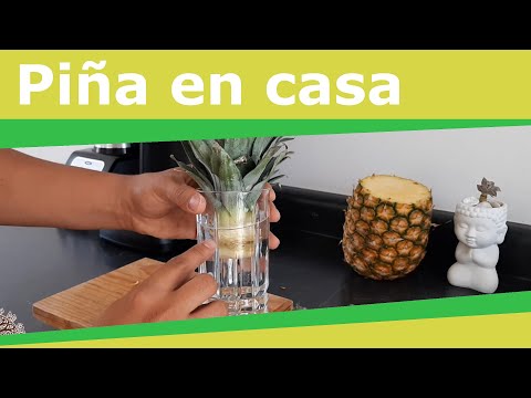 Video: ¿Cómo hacer crecer una piña desde arriba en casa?