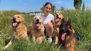 Golden Retriever Dad Meets His Son (Surprise Reunion!!)