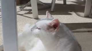 ♫ DUBSTEP CAT ♫ (EPIC VERSION)
