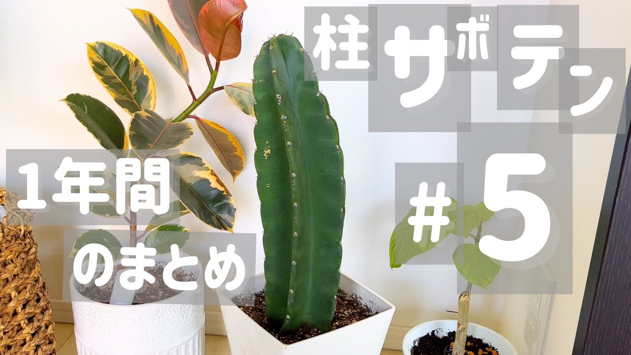 Amazon.co.jp: 柱サボテン ブランチ 切り 仕立て 仕立て 7号 C8