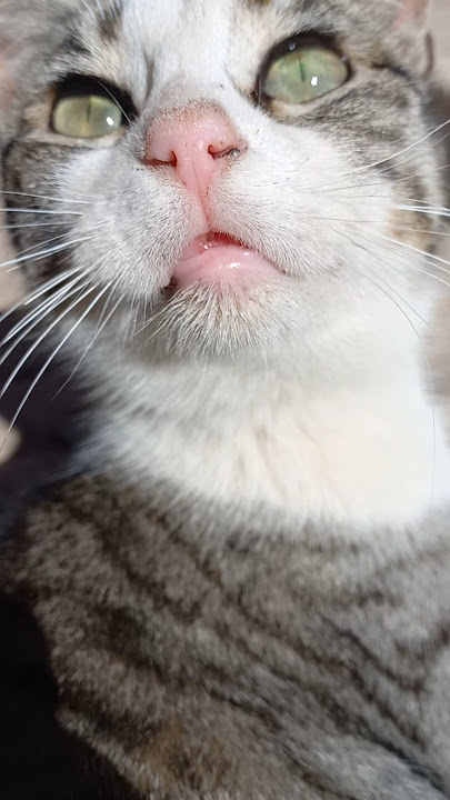 So beautiful cat, habibi music #cat #habibi #music #catlover #cute #shorts #viralvideo