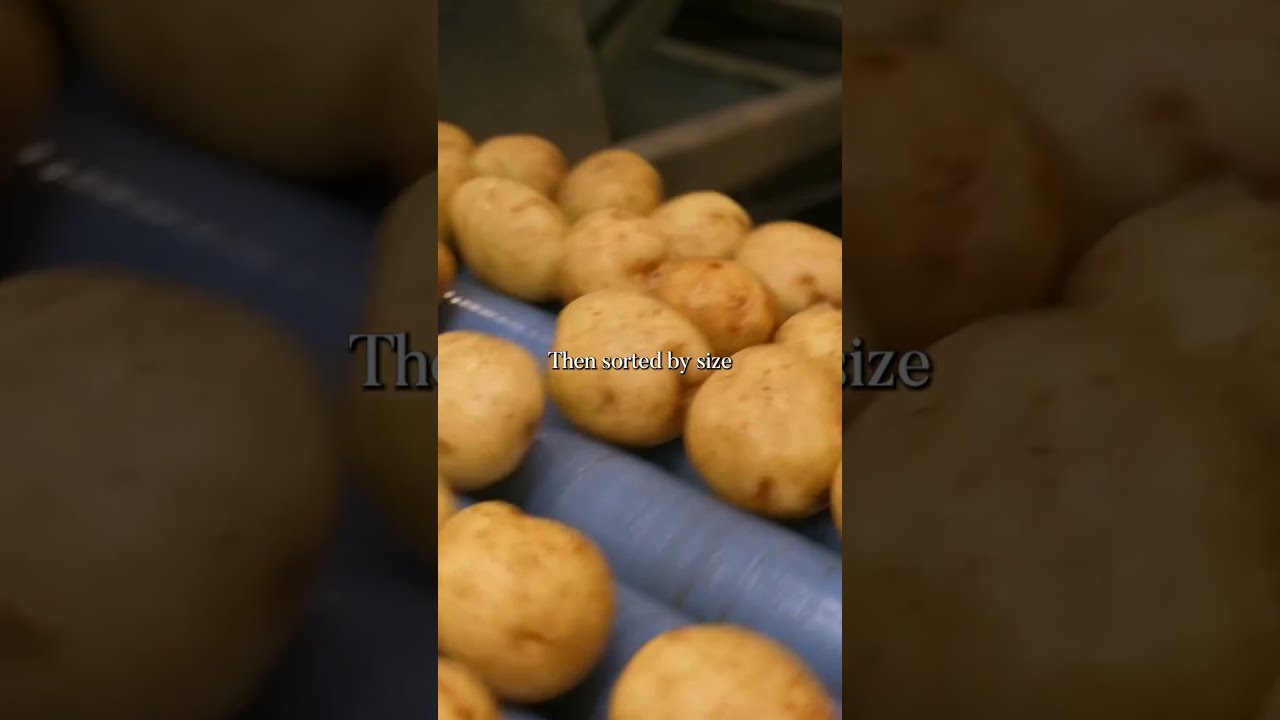 How It's Made: Potato Chips #potatochips #potato #washingtongrown #farming #food