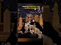 Ranking Celebrities’ Dog Funniest Moments #funny #celebrity #dog #viral #usa #fyp