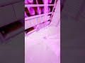 孵化スポット #shorts #funnyanimals #面白い動物 #blender3d #vfx