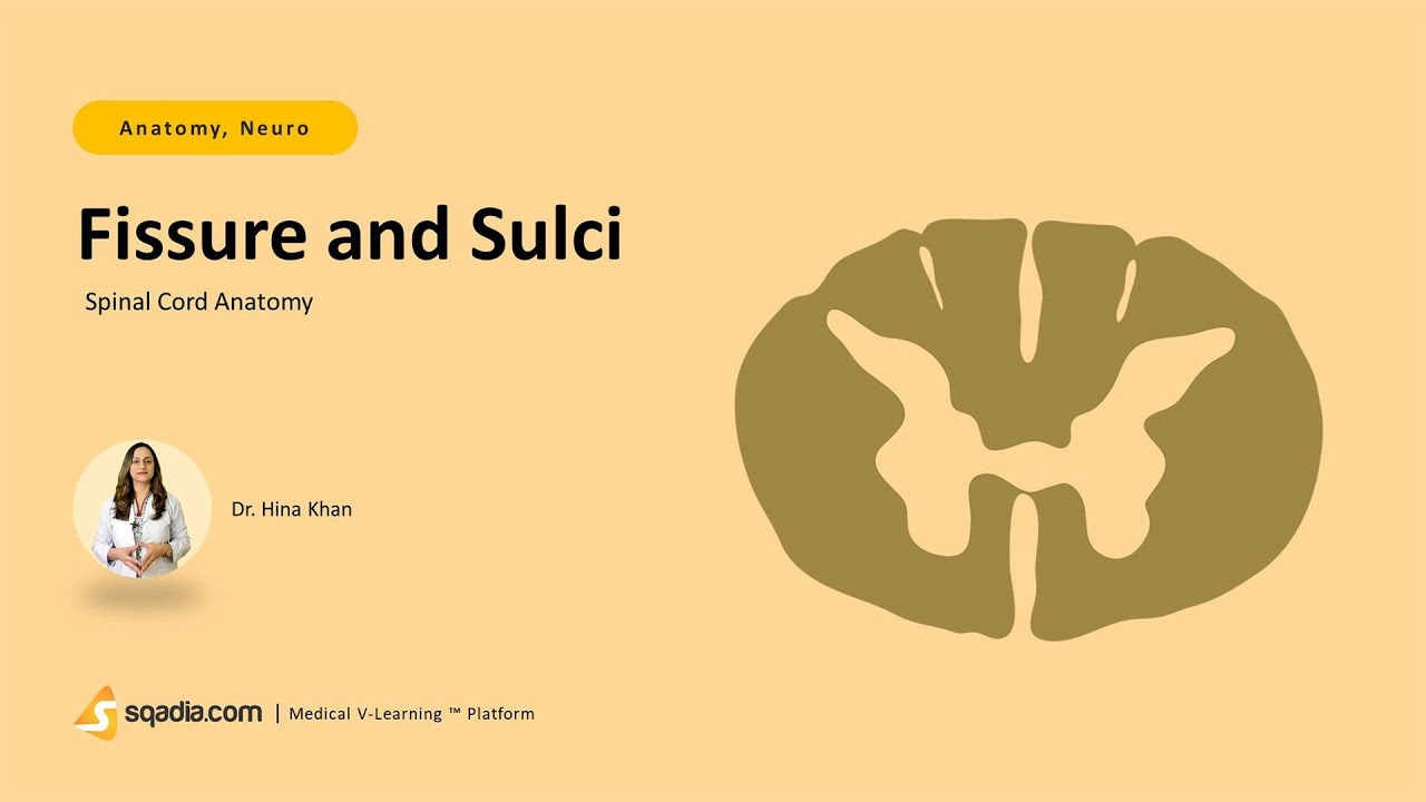 Spinal Cord Anatomy Fissure And Sulci YouTube Spinal cord anatomy fissure and sulci youtube