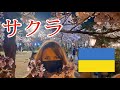 日本の桜を初めて見たウクライナ妻