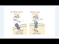 Structure And Function Of The GABAA Receptor Structure And Function Of The GABAA Receptor