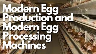 Modern Egg Production And Modern Technology Egg Processing Machines Investment New Tech