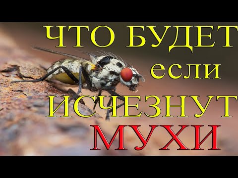 ЧТО БУДЕТ ЕСЛИ ИСЧЕЗНУТ МУХИ?!