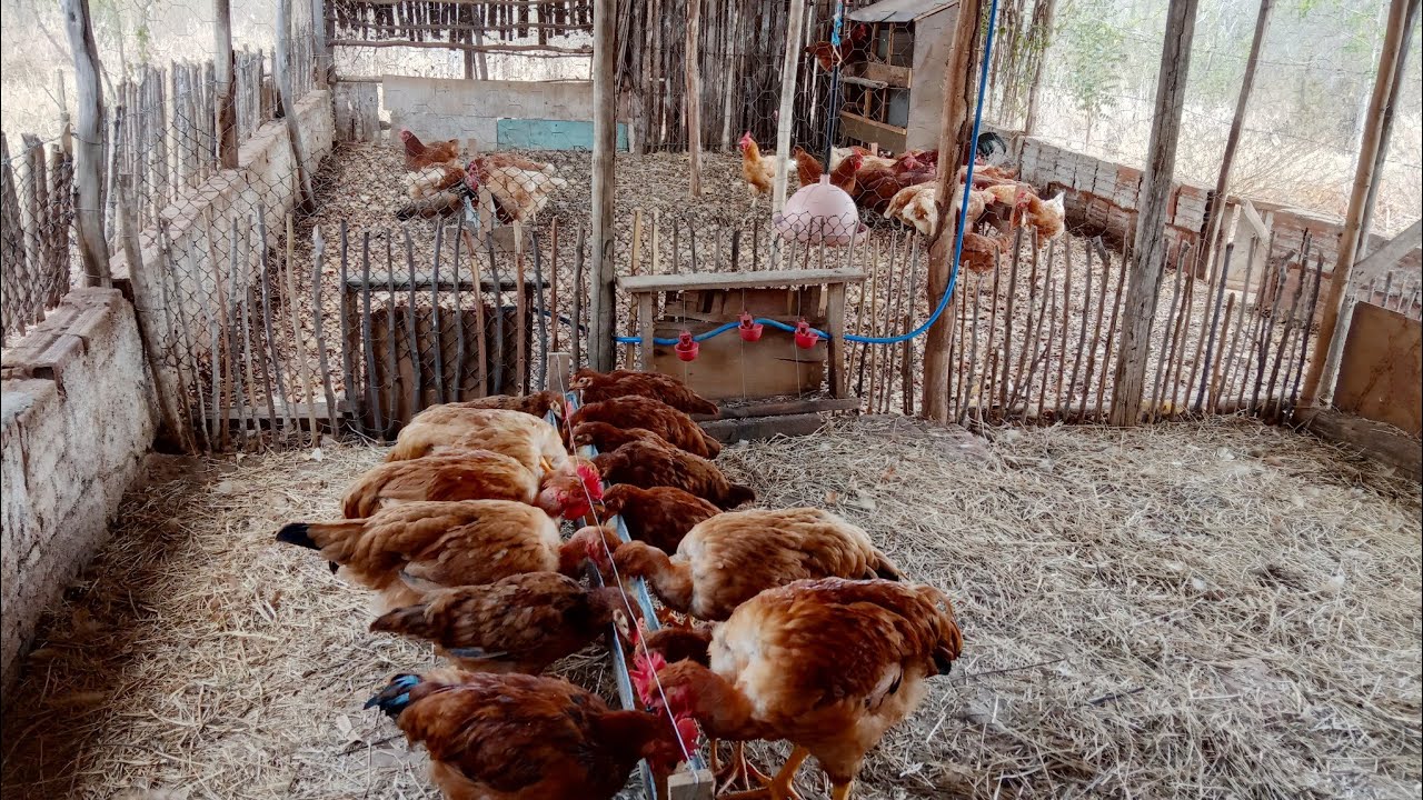 O crescimento dos Label Rouge/Dicas