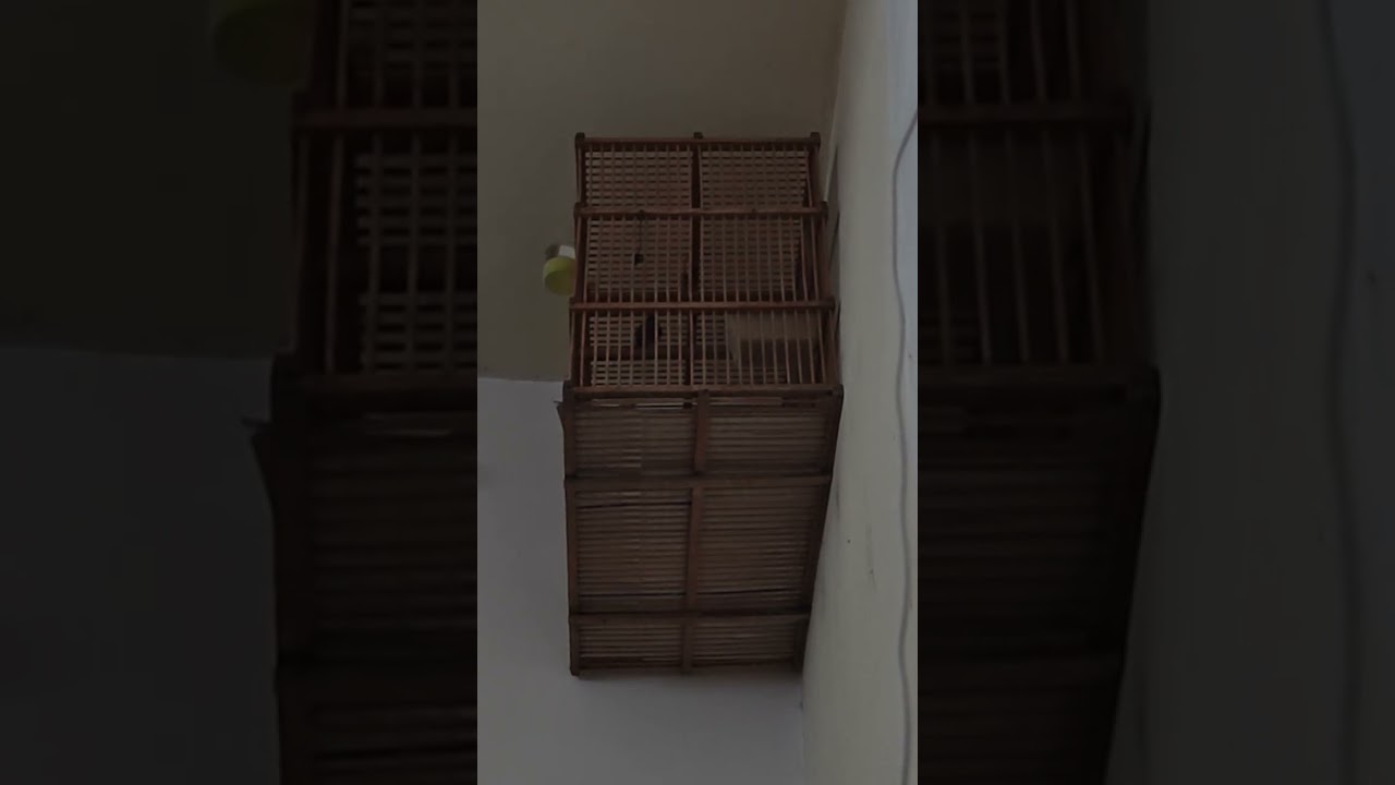 مطوعي سيد صالح اسمع الطرب