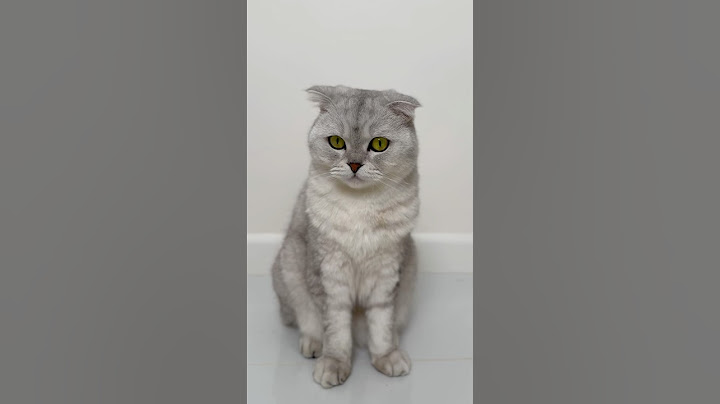Sonya and her choice😈 #cat #funny