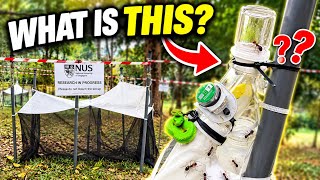 🌳 What is this strange-looking setup in the middle of a Singapore park?