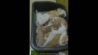 Chikul Family | | Kucing Rumahan | G2 G3 211028